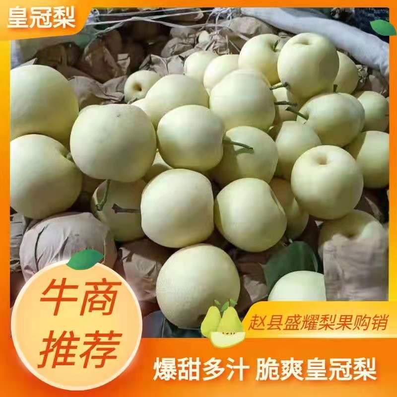 皇冠梨【精品】河北赵县皇冠梨大量上市，产地直发诚信经营