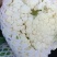 有机菜花。白面青梗松花菜。我处有大量有机菜花上市……