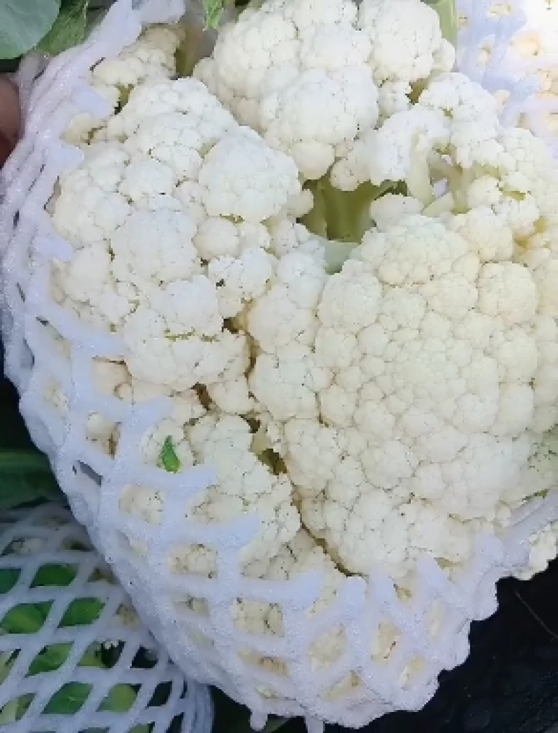 有机菜花。白面青梗松花菜。我处有大量有机菜花上市……