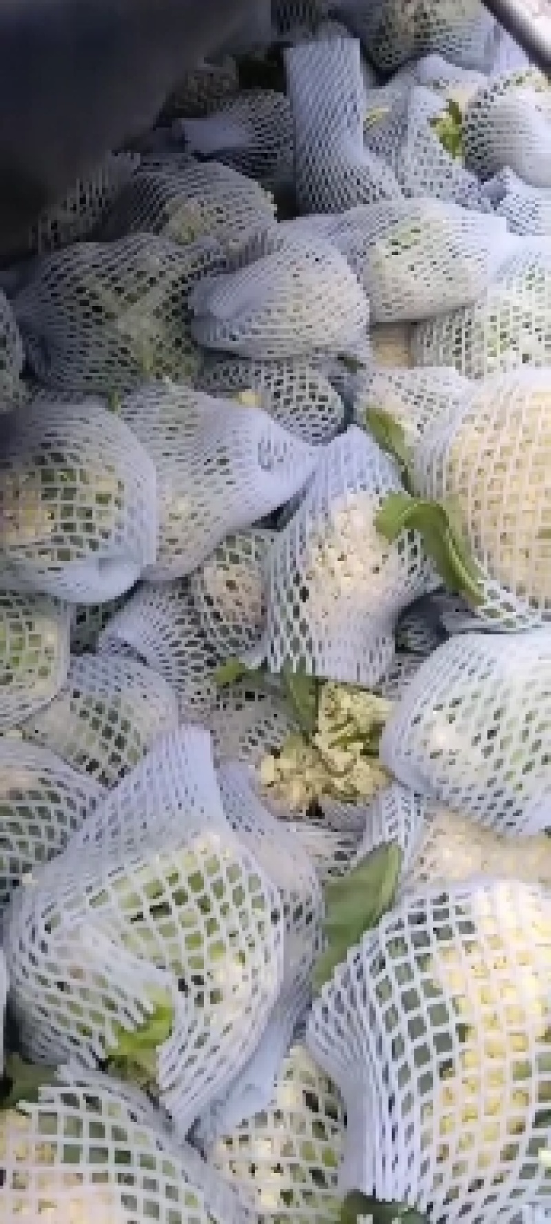 有机菜花。白面青梗松花菜。我处有大量有机菜花上市……