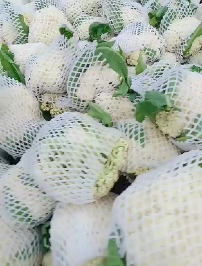 有机菜花。白面青梗松花菜。我处有大量有机菜花上市……