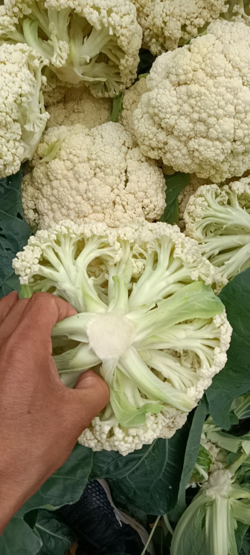 有机菜花。白面青梗松花菜。我处有大量有机菜花上市……