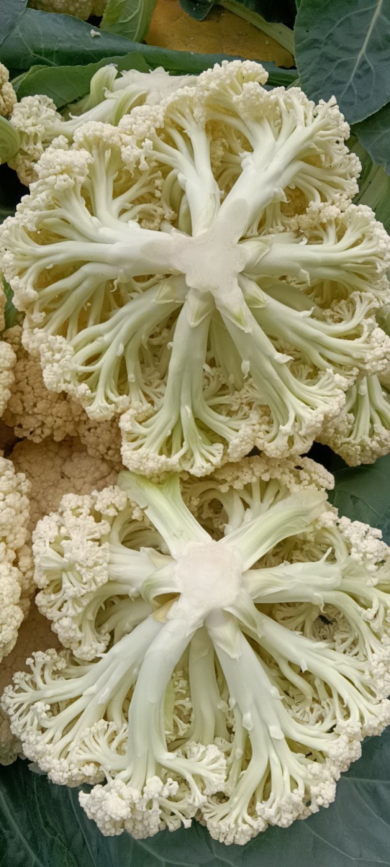 有机菜花。白面青梗松花菜。我处有大量有机菜花上市……