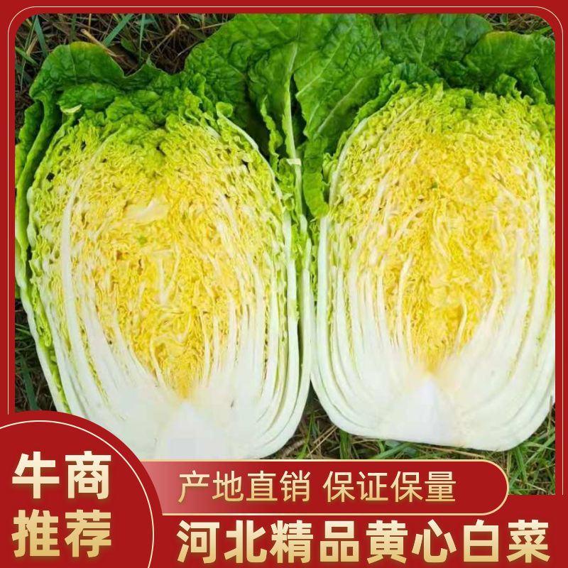 河北玲珑黄大白菜，矮颗黄心菜，黄心大白菜色泽金黄口感佳