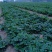 安徽草莓苗天仙醉草莓苗奶油草莓苗基地直供天