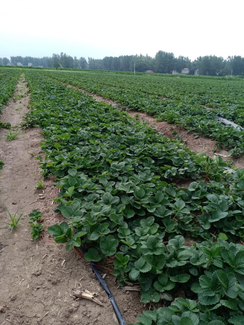 安徽草莓苗天仙醉草莓苗奶油草莓苗基地直供天
