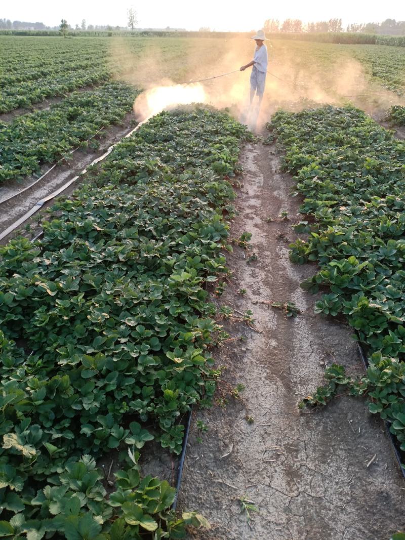 安徽草莓苗天仙醉草莓苗奶油草莓苗基地直供天