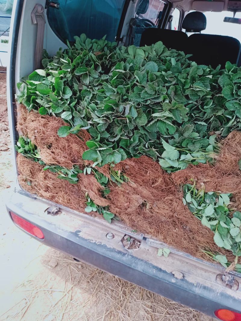 安徽草莓苗天仙醉草莓苗奶油草莓苗基地直供天