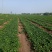 安徽草莓苗天仙醉草莓苗奶油草莓苗基地直供天