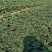 安徽草莓苗天仙醉草莓苗奶油草莓苗基地直供天