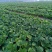 安徽草莓苗天仙醉草莓苗奶油草莓苗基地直供天