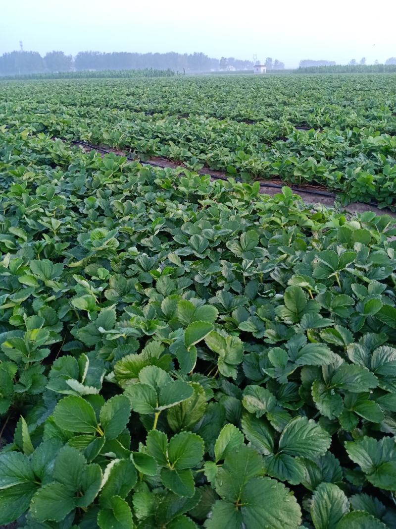 安徽草莓苗天仙醉草莓苗奶油草莓苗基地直供天
