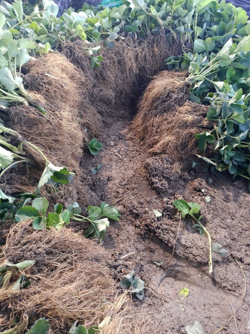安徽草莓苗天仙醉草莓苗奶油草莓苗基地直供天