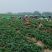 安徽草莓苗天仙醉草莓苗奶油草莓苗基地直供天