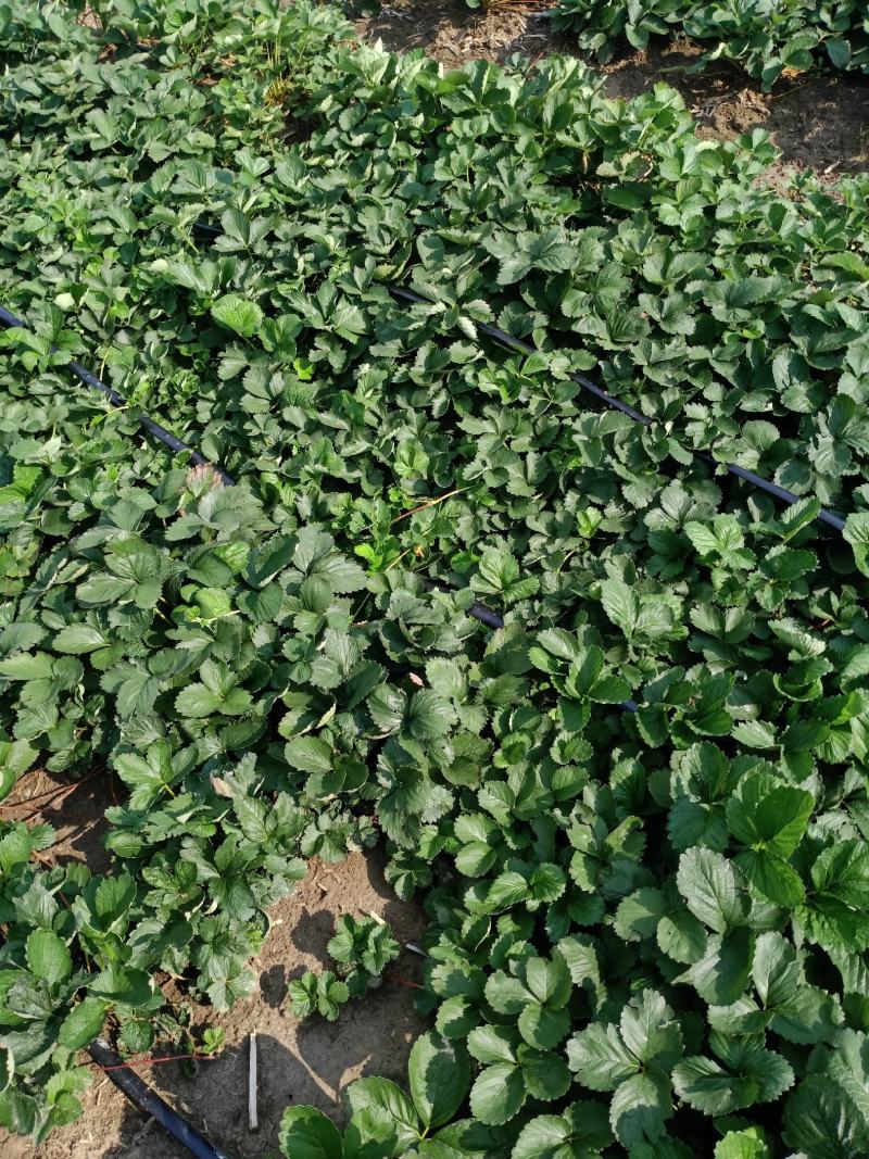 安徽草莓苗天仙醉草莓苗奶油草莓苗基地直供天