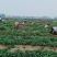 安徽草莓苗天仙醉草莓苗奶油草莓苗基地直供天