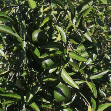 茶枝柑