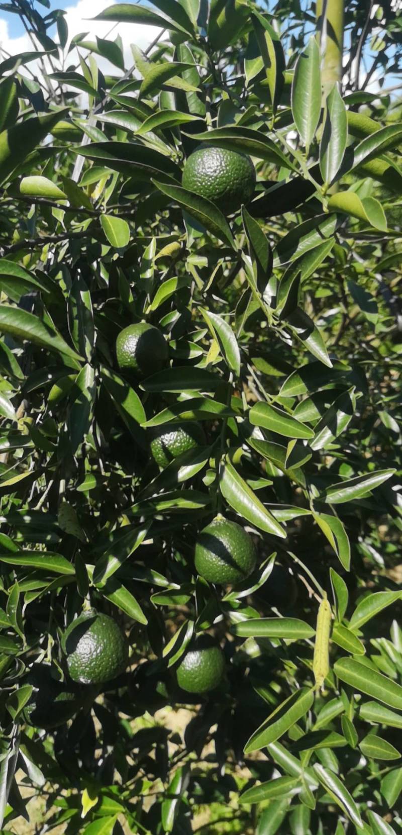 茶枝柑