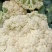 精品机菜花。白面青梗松花菜。质量保证，价格低廉。货源充足
