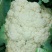 精品机菜花。白面青梗松花菜。质量保证，价格低廉。货源充足