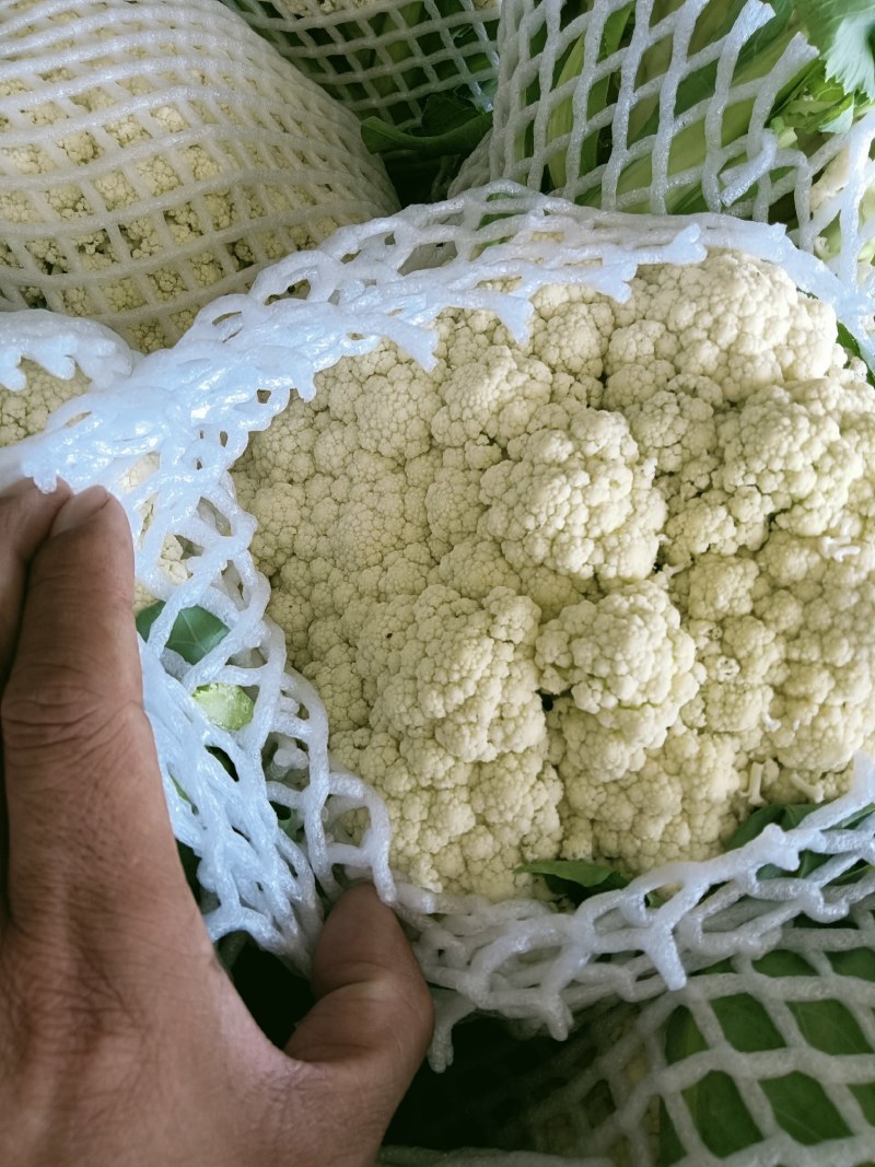 精品机菜花。白面青梗松花菜。质量保证，价格低廉。货源充足
