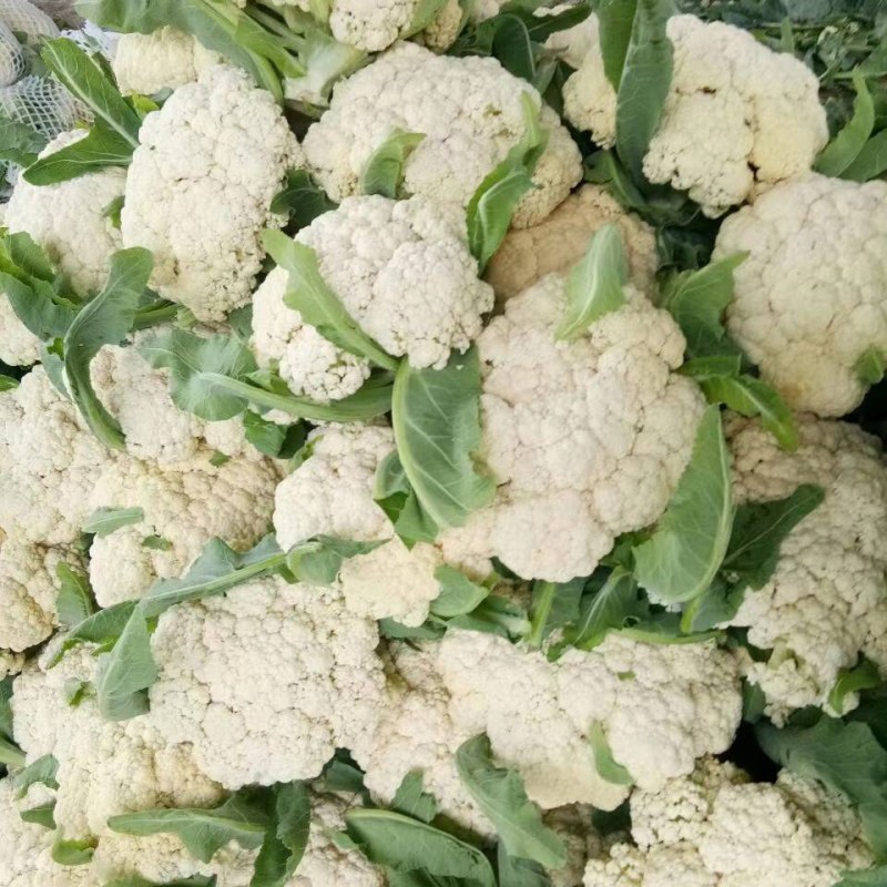精品机菜花。白面青梗松花菜。质量保证，价格低廉。货源充足