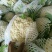 精品机菜花。白面青梗松花菜。质量保证，价格低廉。货源充足