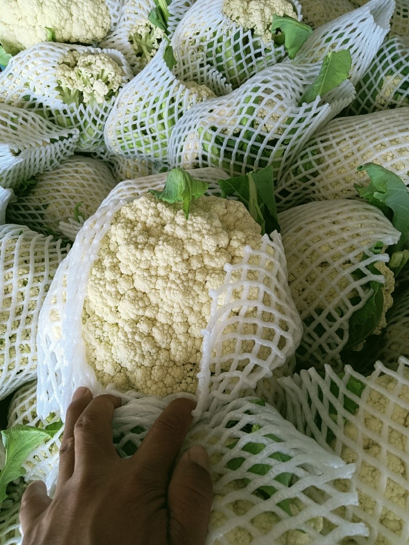 精品机菜花。白面青梗松花菜。质量保证，价格低廉。货源充足