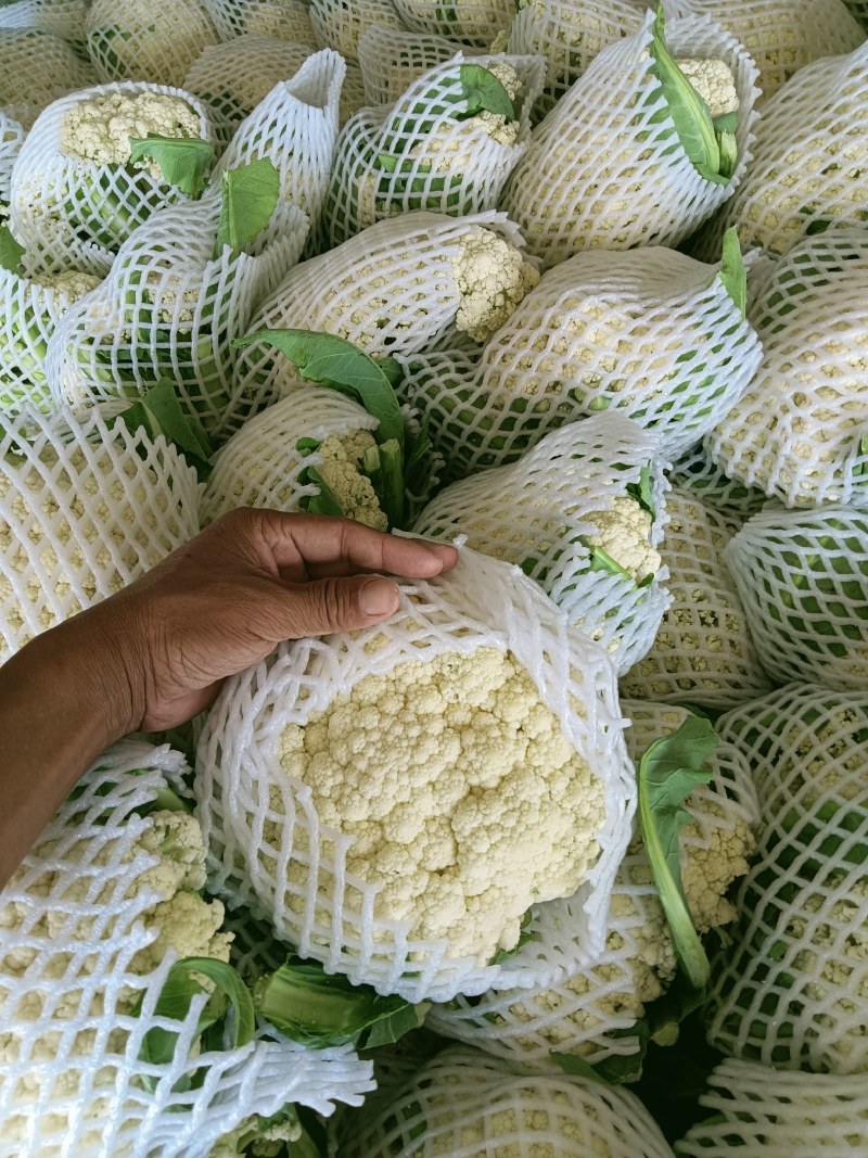 精品机菜花。白面青梗松花菜。质量保证，价格低廉。货源充足
