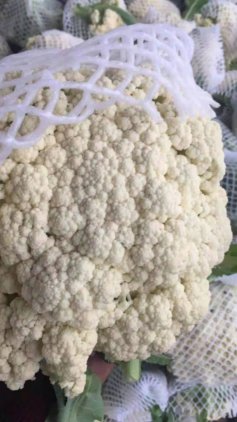 精品机菜花。白面青梗松花菜。质量保证，价格低廉。货源充足