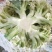 精品机菜花。白面青梗松花菜。质量保证，价格低廉。货源充足