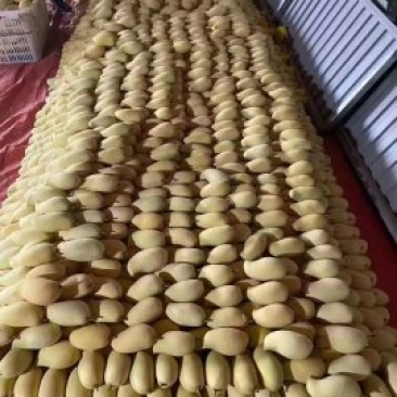 云南产地直销热带水果鹰嘴芒