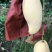 云南产地直销热带水果鹰嘴芒