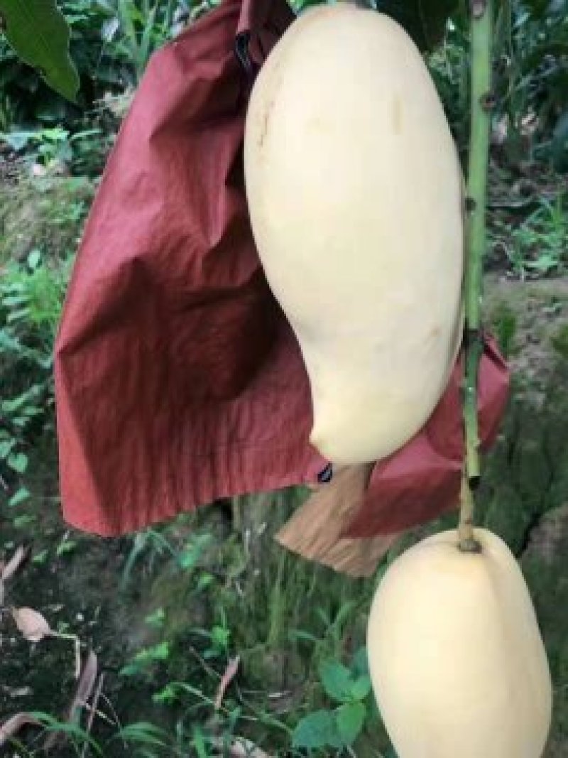 云南产地直销热带水果鹰嘴芒