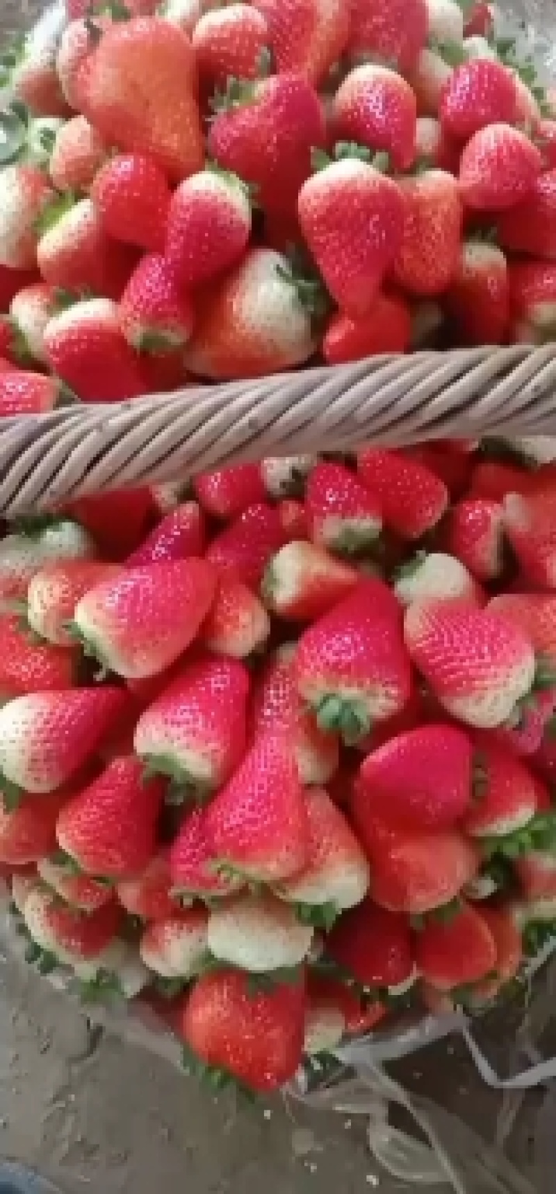安徽草莓苗天仙醉草莓苗奶油草莓苗基地直供天