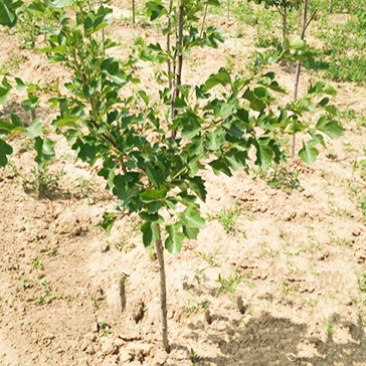 3公分山楂树，山西山楂树苗，运城3公分山楂树苗