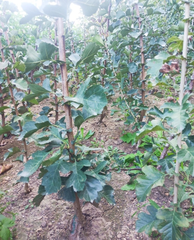 3公分山楂树，山西山楂树苗，运城3公分山楂树苗