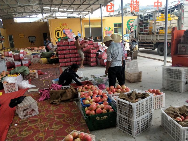 会理突尼斯高品质软籽石榴，色鲜味美，果粒饱满，产地直发。