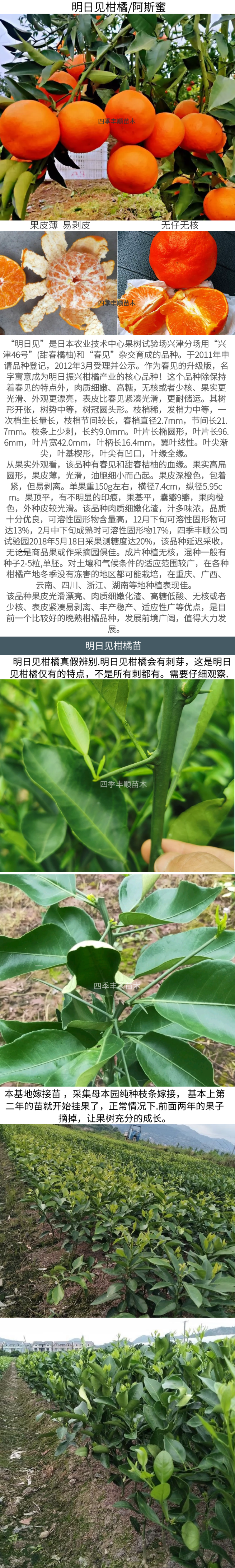 【新品种不裂果】明日见柑橘苗阿斯密柑橘苗/纯正指导种植