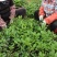 【批发】安溪铁观音茶农直价高山茶叶500克包邮
