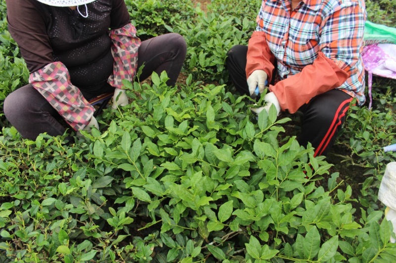 【批发】安溪铁观音茶农直价高山茶叶500克包邮