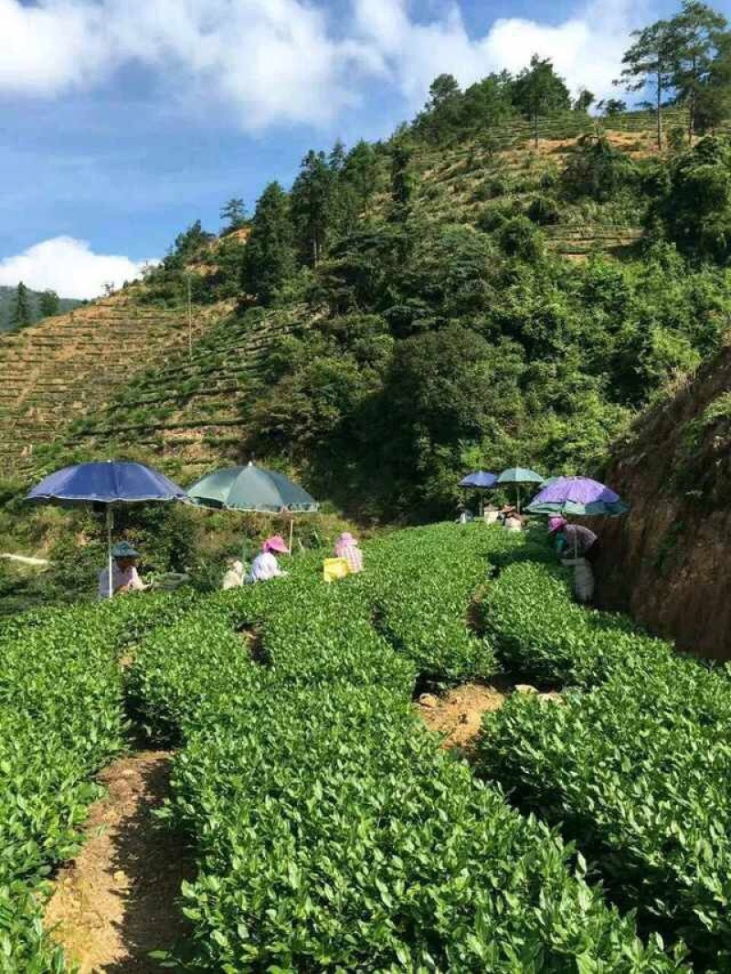 【批发】安溪铁观音茶农直价高山茶叶500克包邮