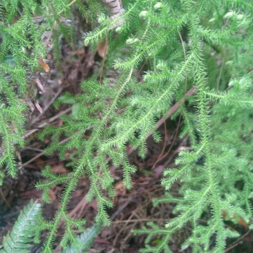 野生中药申筋草