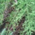 野生中药申筋草