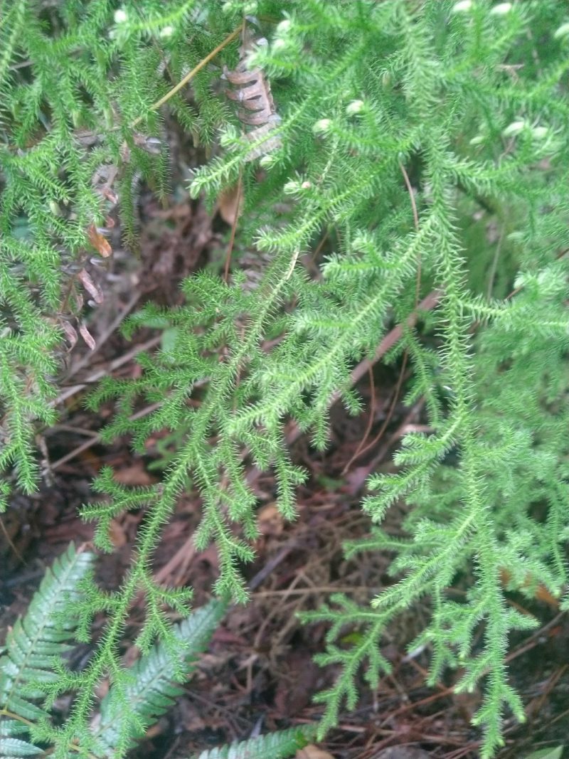 野生中药申筋草