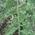 野生中药申筋草