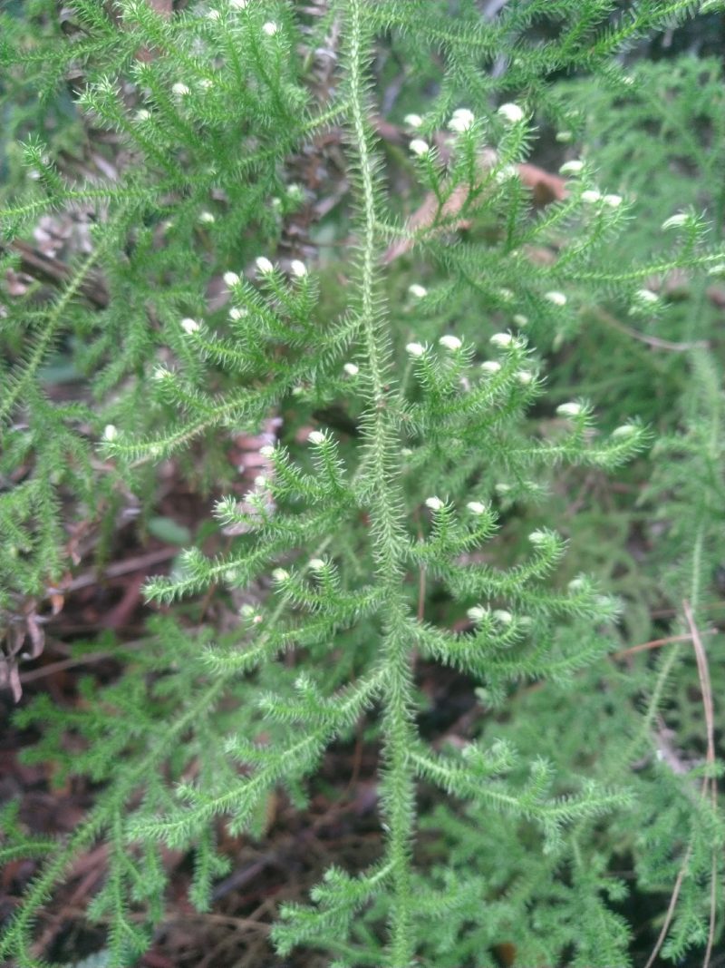 野生中药申筋草
