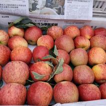 四川红富士凉山苹果冰糖心苹果盐源苹果产地代办大量上市