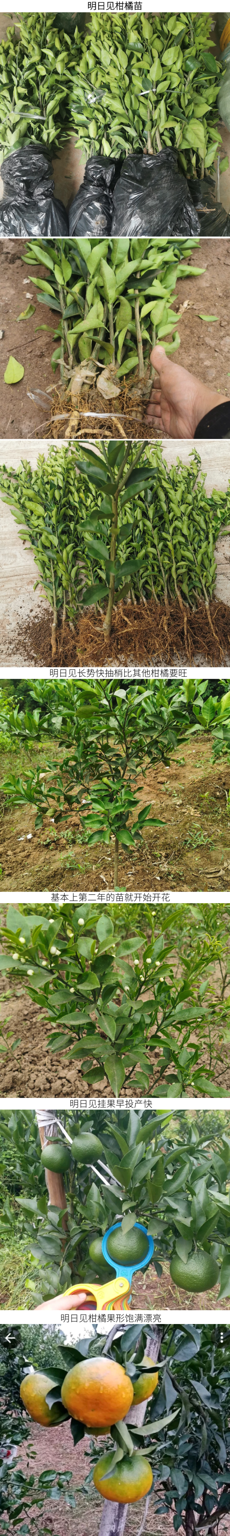 【新品种不裂果】明日见柑橘苗阿斯密柑橘苗/纯正指导种植