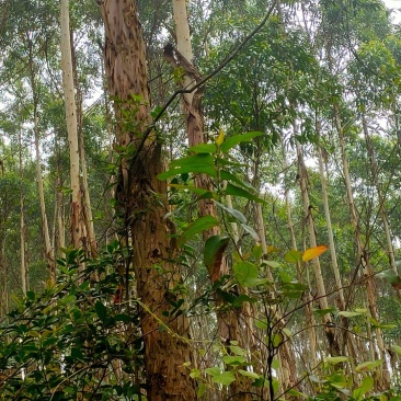广西玉林范围内大量收购，承包桉树林